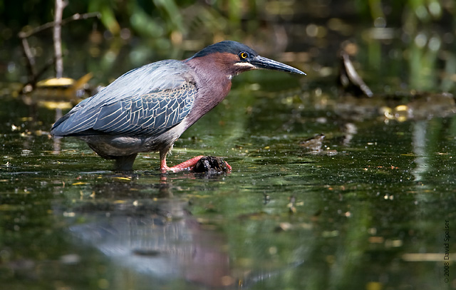 Green Heron