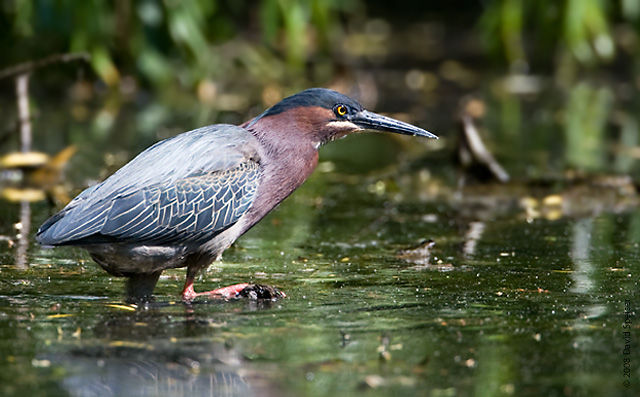 Green Heron