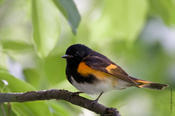 American Redstart (male)