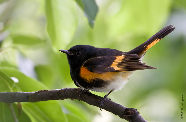 American Redstart (male)