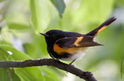 American Redstart (male)