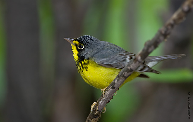 Canada Warbler