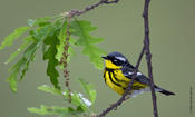 Magnolia Warbler