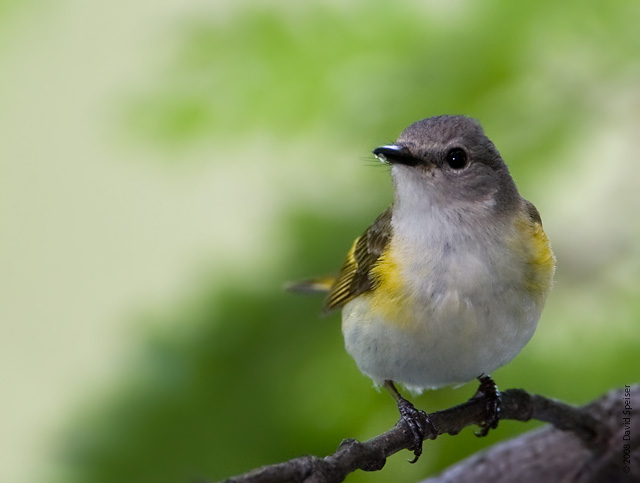 American Redstart (female)