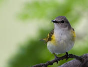 American Redstart (female)