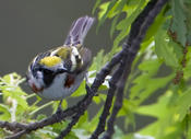 chestnut-sided warbler 1a.jpg