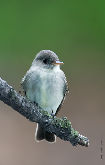 eastern wood pewee 1.jpg