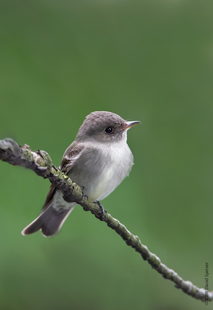 Eastern-wood Pewee