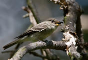 eastern woood pewee 3.jpg