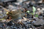 lincoln's sparrow 1.jpg