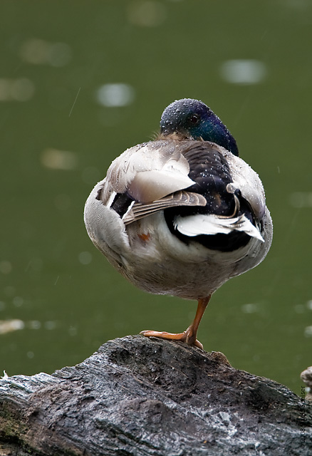 Mallard in the Rain