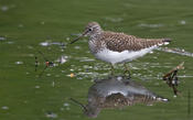 Solitary Sandpiper