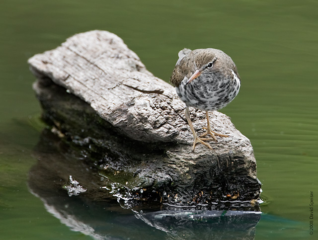 Spotted Sandpiper