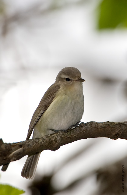 Warbling Vireo