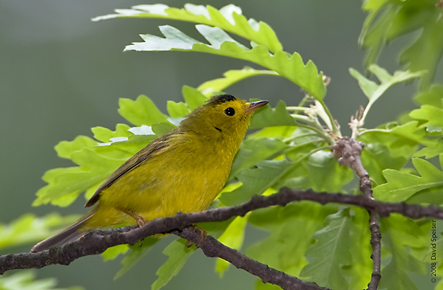 Wilson's Warbler