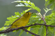 Wilson's Warbler