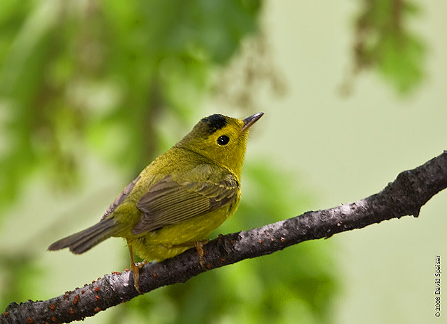 Wilson's Warbler