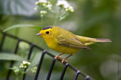 Wilson's Warbler