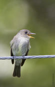 Eastern-wood Pewee