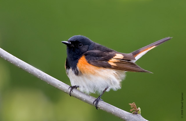 American Redstart