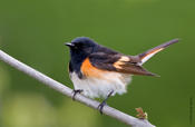 American Redstart