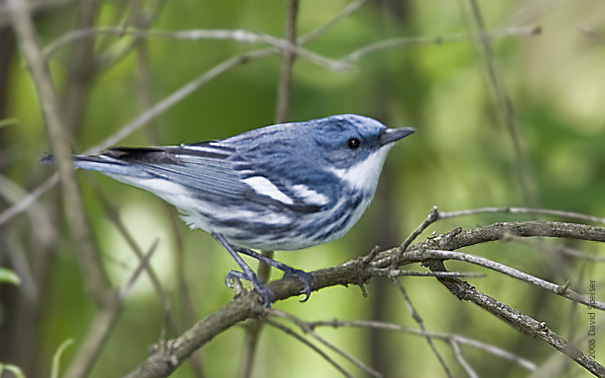 Cerulean Warbler