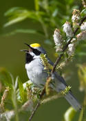 Golden-winged Warbler singing