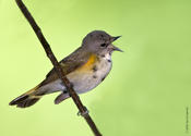 American Redstart singing (1st Spring Male)
