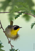 Common Yellowthroat