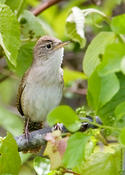 House Wren