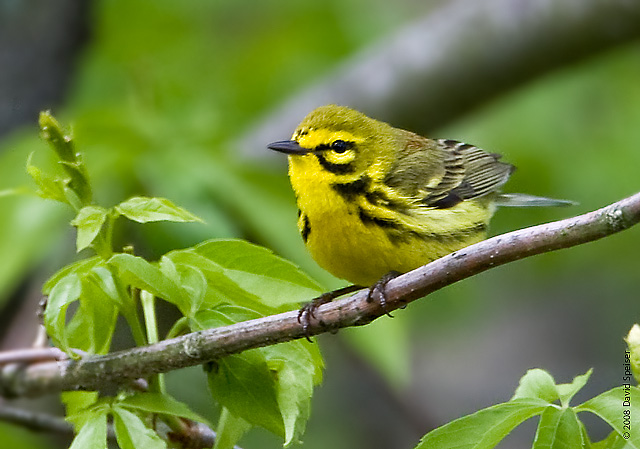 Prairie Warbler