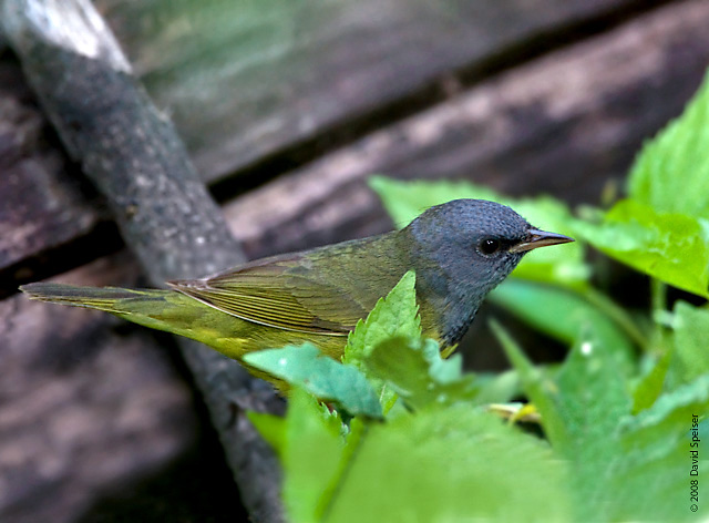 Mourning Warbler