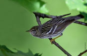 Blackpoll Warbler (female)