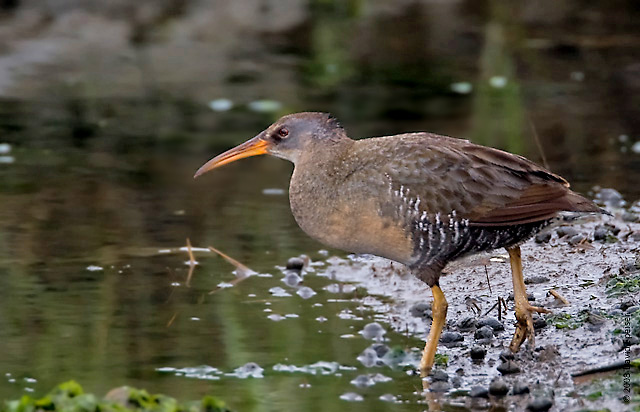 clapper rail 4a.jpg