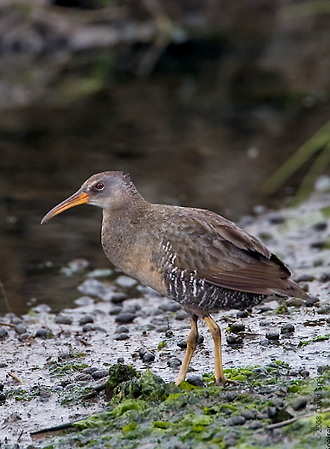 clapper rail 3a.jpg