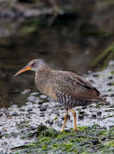 clapper rail 3a.jpg