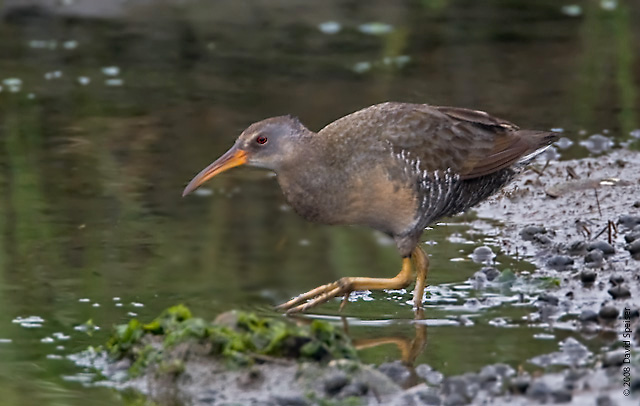 clapper rail 2a.jpg