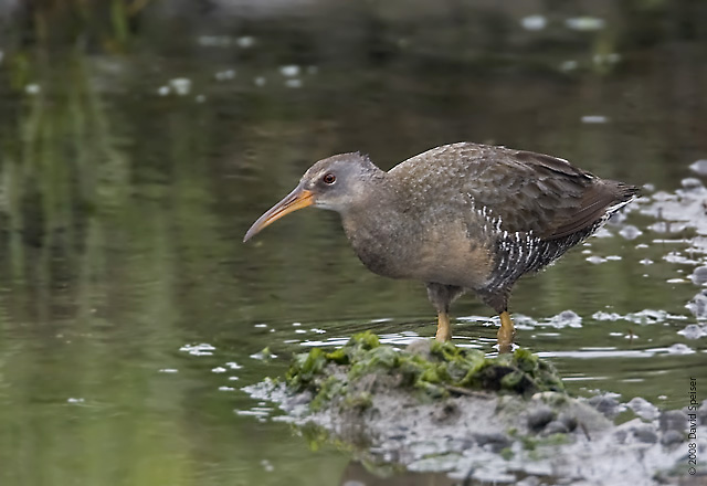 Clapper Rail