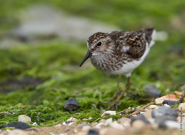 Least Sandpiper