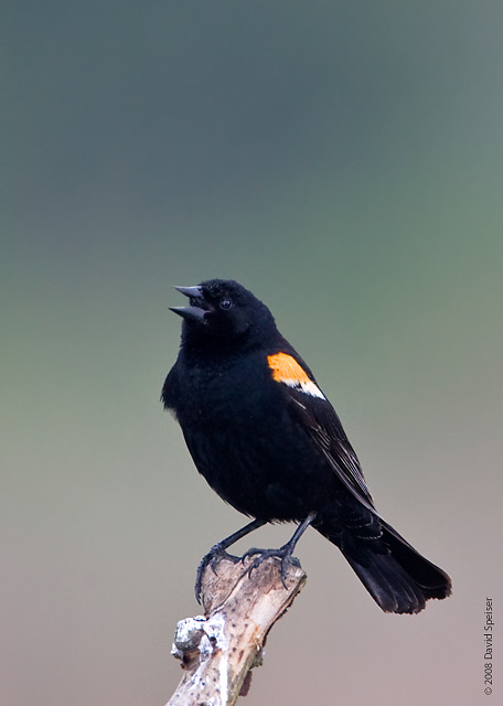 Red-winged Blackbird