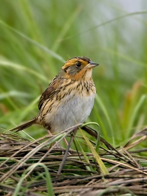 Saltmarsh Sharp-tailed Sparrow