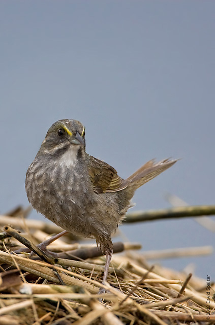 Seaside Sparrow