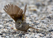 Seaside Sparrow