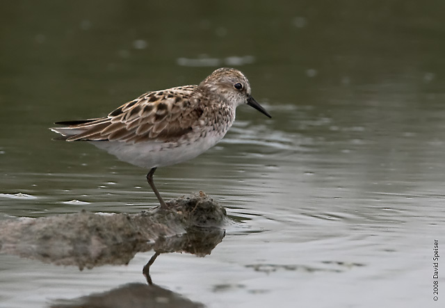 Semipalmated Sandpiper