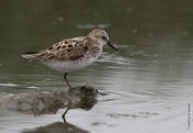 Semipalmated Sandpiper