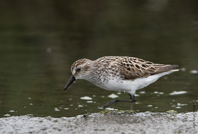 Semipalmated Sandpiper