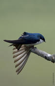 Tree Swallow