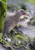 Clapper Rail