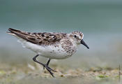 Semipalmated Sandpiper