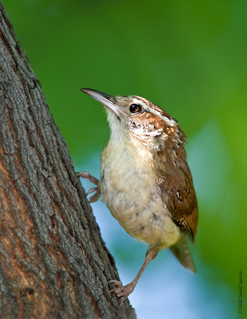 Carolina Wren